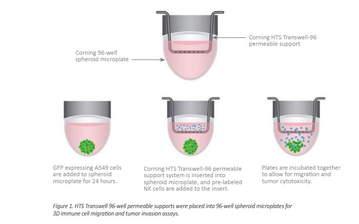 immune-oncology-research-figure1