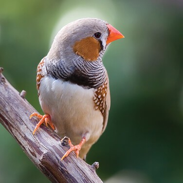 zebra-finch-learning-article-18-1438