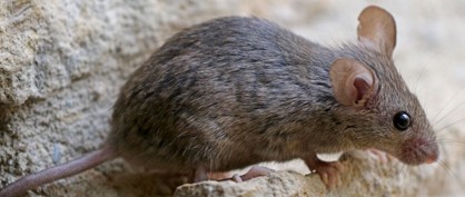 Using CRISPR to Control Invasive Rodents